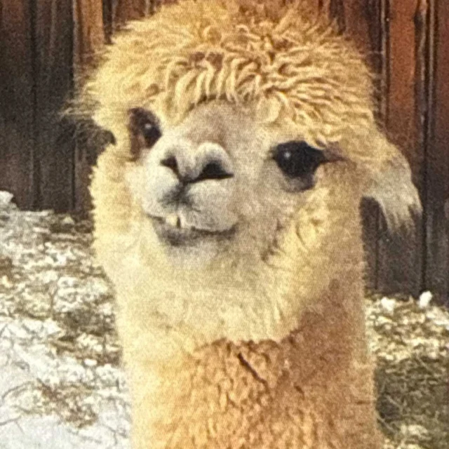 Meet Charlie—one of the gentle locals behind our luxurious yarn. 🦙
.
Charlie is one of the original alpacas at Silver Spur Ranch, right here in Grand County. Quiet, curious, and full of character, Charlie and his friends help bring you something truly special.
.
Charlie, the smallest and quietest one in the herd, has this to say for himself, "I prefer to keep to myself, but I do like to roam and wrestle with a couple of my herd mates. Wrestling is one of the fun activities I thoroughly enjoy. I was one of the original three alpacas who called Silver Spur Ranch home."
.
✨ Exclusively at The Fabric Nook, you have the unique opportunity to experience:
.
Discover the unique charm of our exclusive alpaca yarn!
.
These luxurious yarns, directly from Silver Spur Ranch, are sun-dyed for a naturally rich, Colorado-crafted look and feel.
.
Whether you're a local or just passing through Granby, stop in and experience:
.
 🧶 Naturally sun-dyed, ultra-soft yarns
 🧢 One skein = one project (like this hat & scarf!)
 🧡 A connection to the land and the animals who live here
.
These yarns aren't just for knitting—they're for storytelling, memory-making, and inspiring a mountain-living lifestyle.
.
Come see what makes our alpaca yarn as warm as the hearts behind it.
.
🧶 Only at The Fabric Nook.
.
#GranbyCO #AlpacaYarn #ColoradoCrafted #MountainMakers #SunDyedYarn #LocalFiber #SilverSpurRanch #TinasFabricNook #SmallTownCharm #AlpacaLove